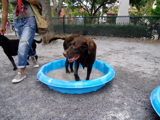 Dog Park at Church Square Park photo 2